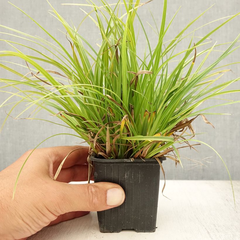 Amostra de Carex morrowii Variegata Vaso de 8/9 cm tal como entregue no verão