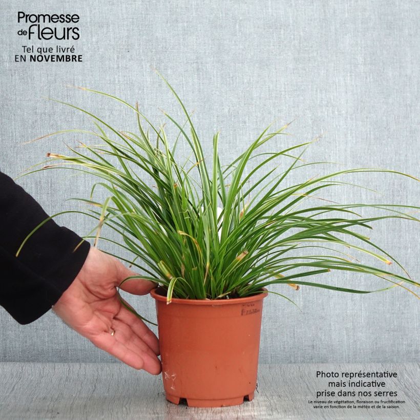 Amostra de Carex morrowii Variegata Vaso de 1 L/1,5 L tal como entregue no outono