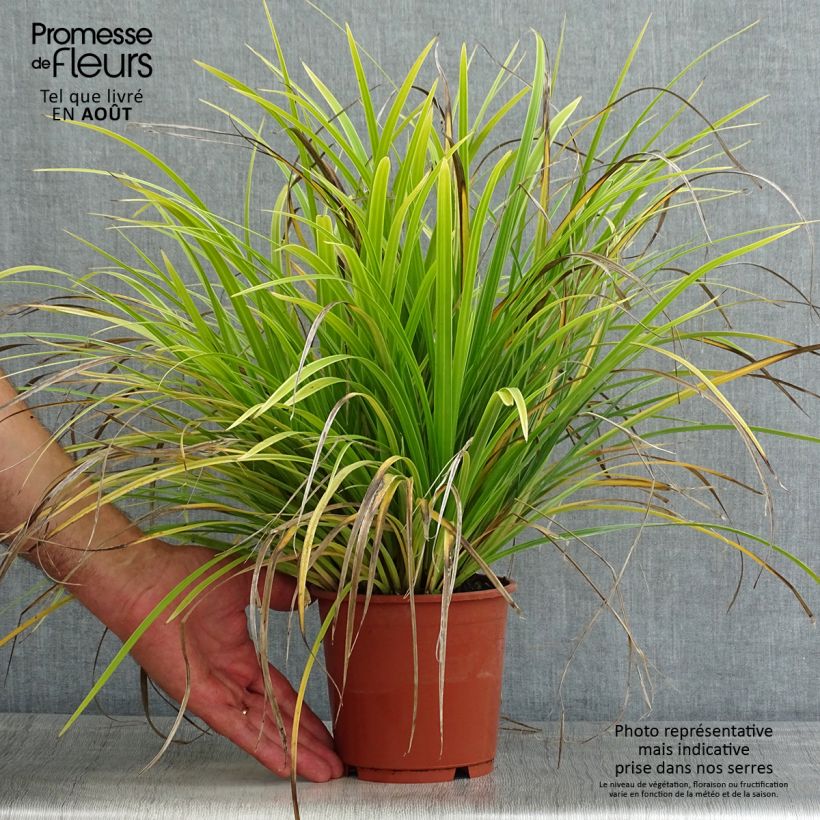 Amostra de Carex morrowii Variegata Vaso de 1 L/1,5 L tal como entregue no verão