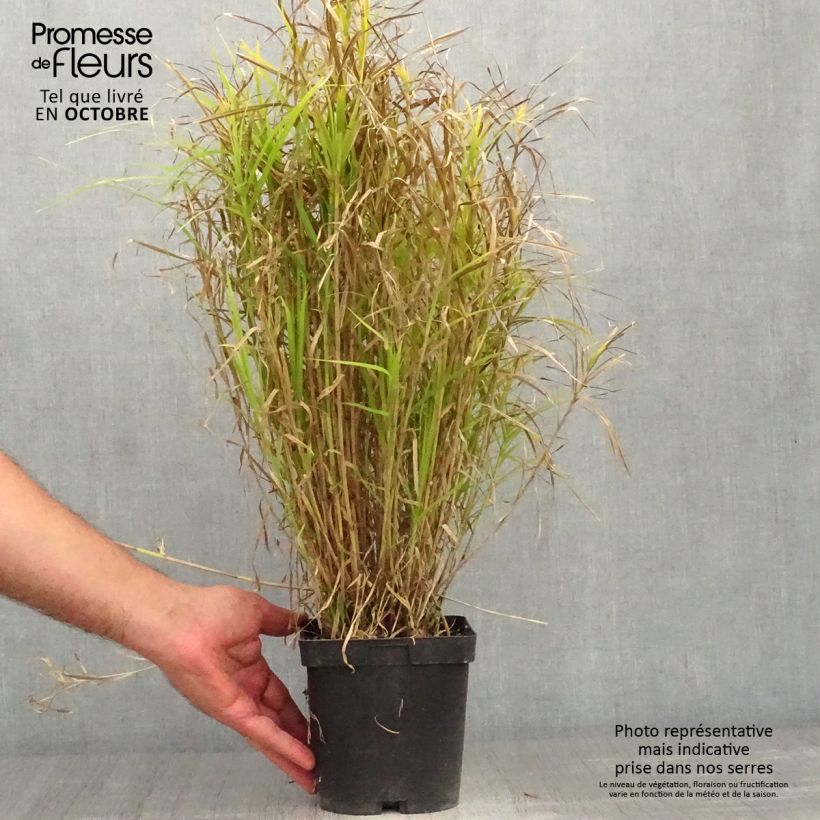 Amostra de Carex muskingumensis Vaso de 2 L/3 L tal como entregue no outono