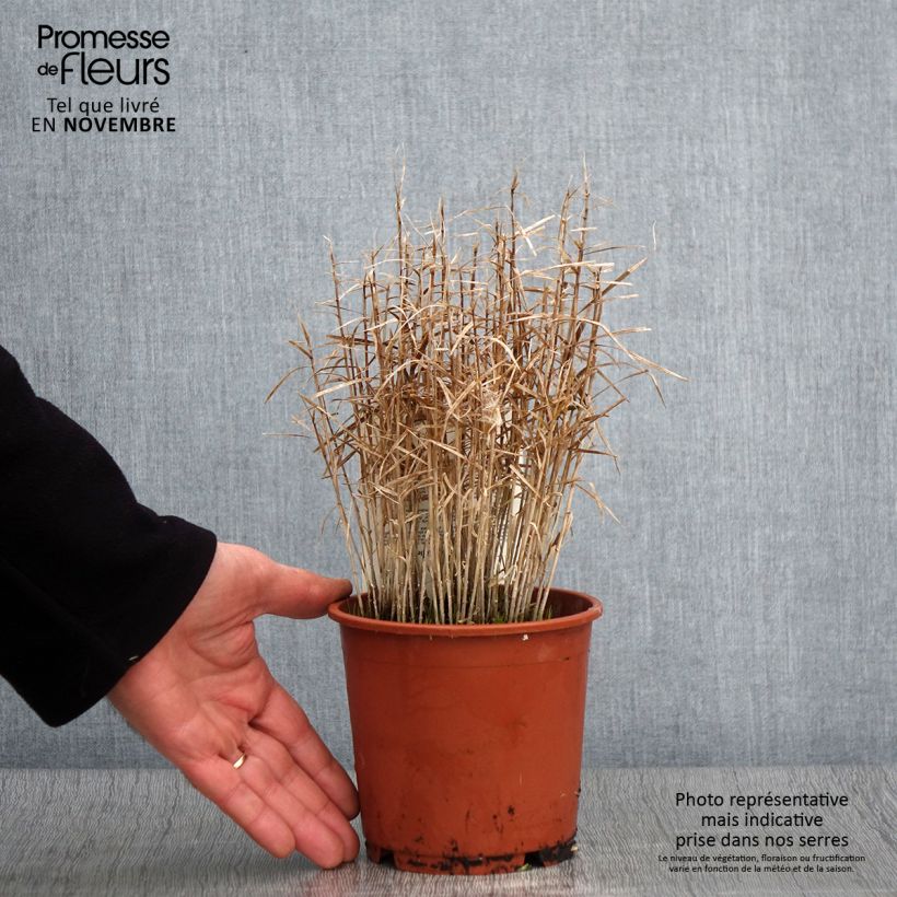 Amostra de Carex muskingumensis Little Midge - Laîche d'Amérique Pot de 1L/1,5L tal como entregue no outono