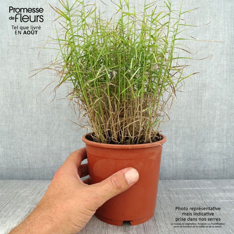 Amostra de Carex muskingumensis Little Midge Vaso de 1 L/1,5 L tal como entregue no verão