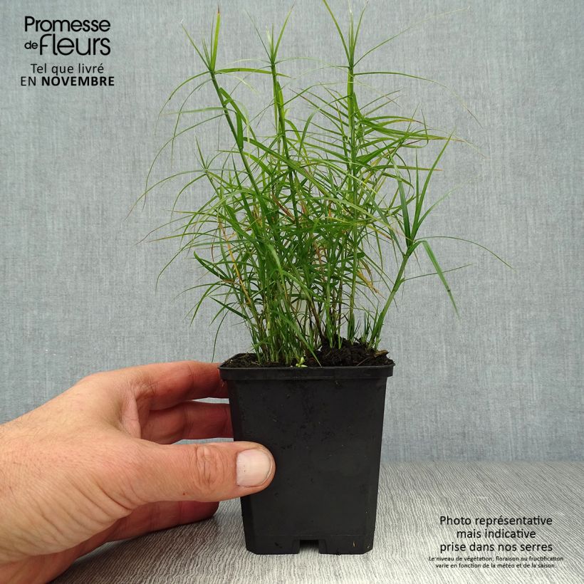 Amostra de Carex muskingumensis Little Midge Vaso de 8/9 cm tal como entregue no outono
