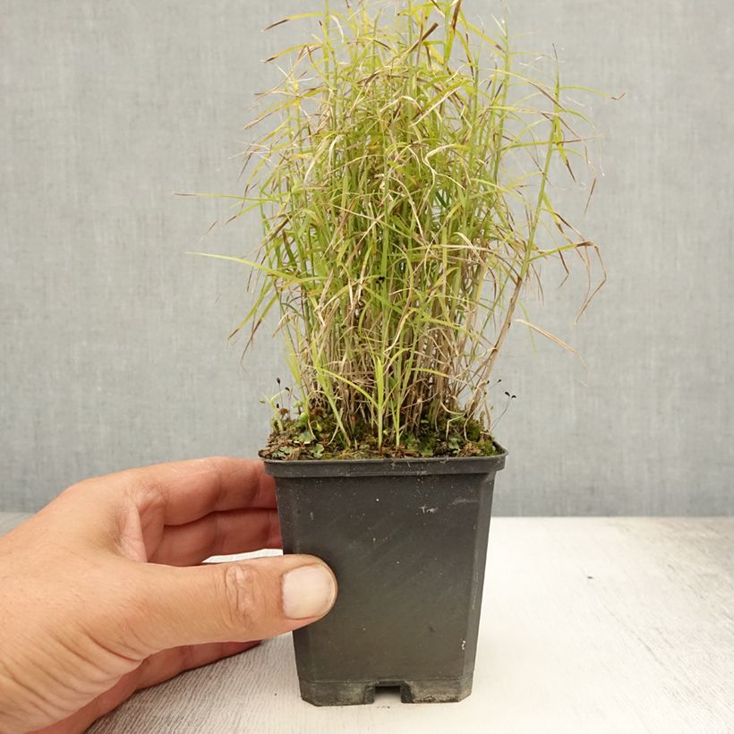 Amostra de Carex muskingumensis Little Midge Vaso de 8/9 cm tal como entregue no verão