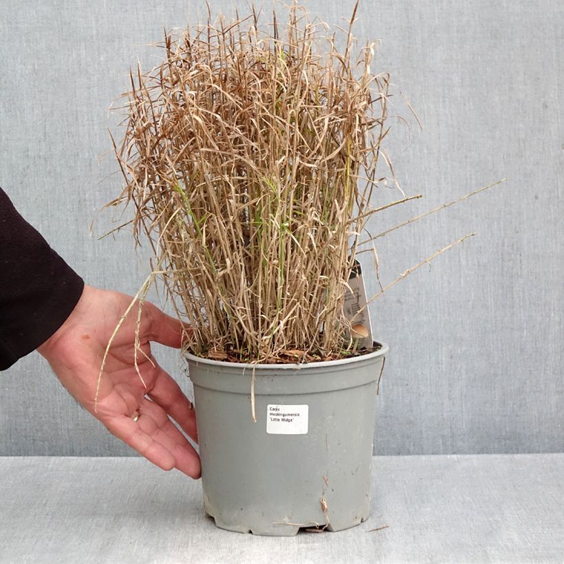 Amostra de Carex muskingumensis Little Midge Vaso de 3 L/4 L tal como entregue no outono