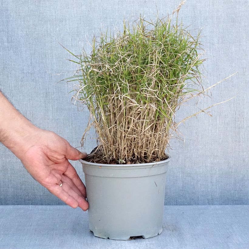 Amostra de Carex muskingumensis Little Midge Vaso de 3 L/4 L tal como entregue no verão