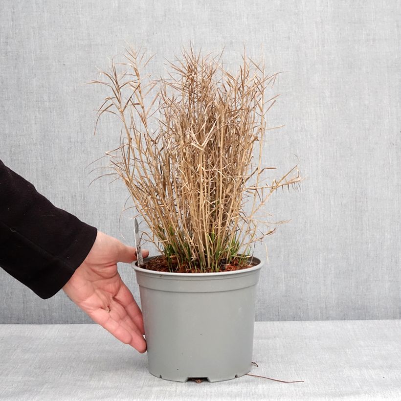 Amostra de Carex muskingumensis Little Midge - Laîche d'Amérique Vaso de 3 L/4 L tal como entregue no inverno