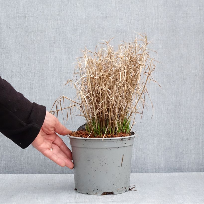 Amostra de Carex muskingumensis Little Midge Vaso de 3 L/4 L tal como entregue na primavera