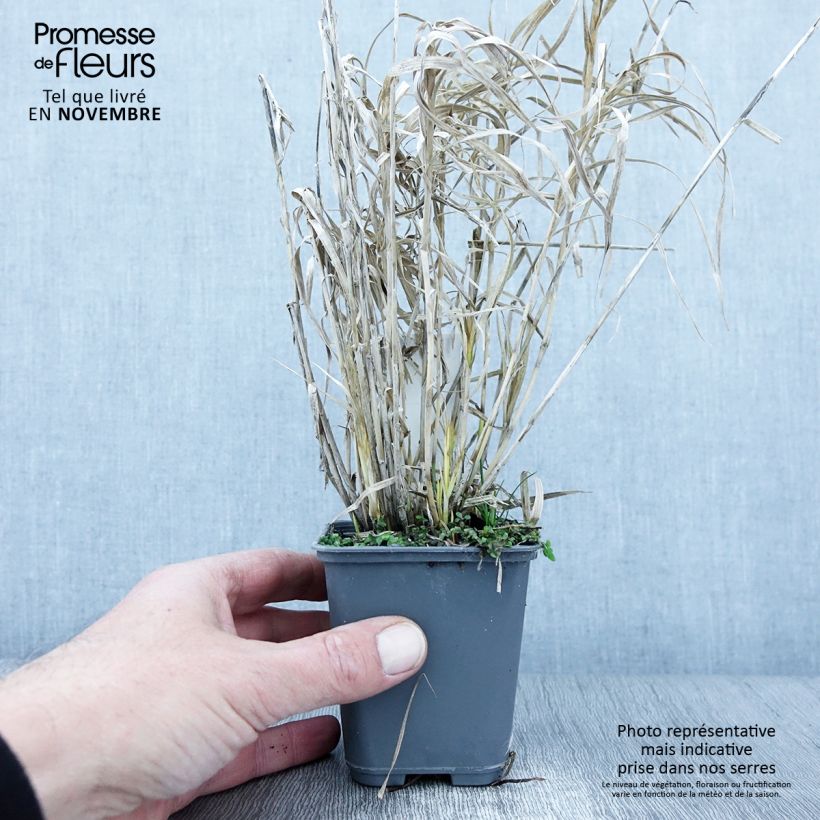 Amostra de Carex muskingumensis Oehme Vaso de 8/9 cm tal como entregue no outono
