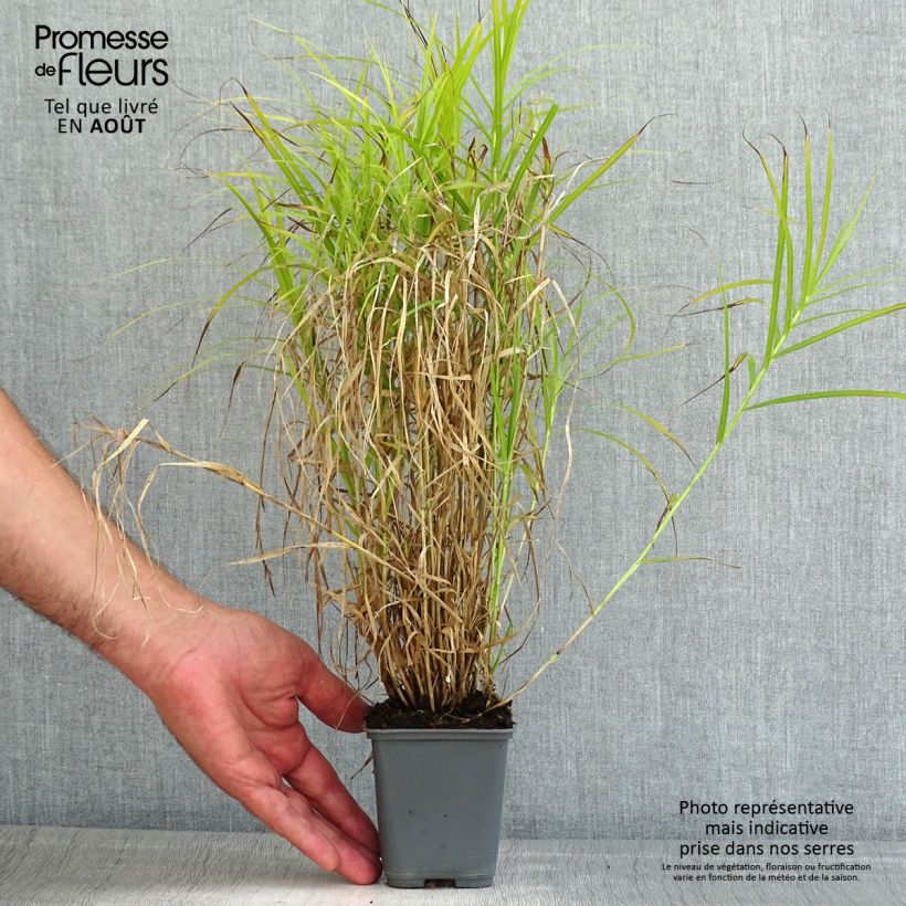 Amostra de Carex muskingumensis Oehme Vaso de 8/9 cm tal como entregue no verão