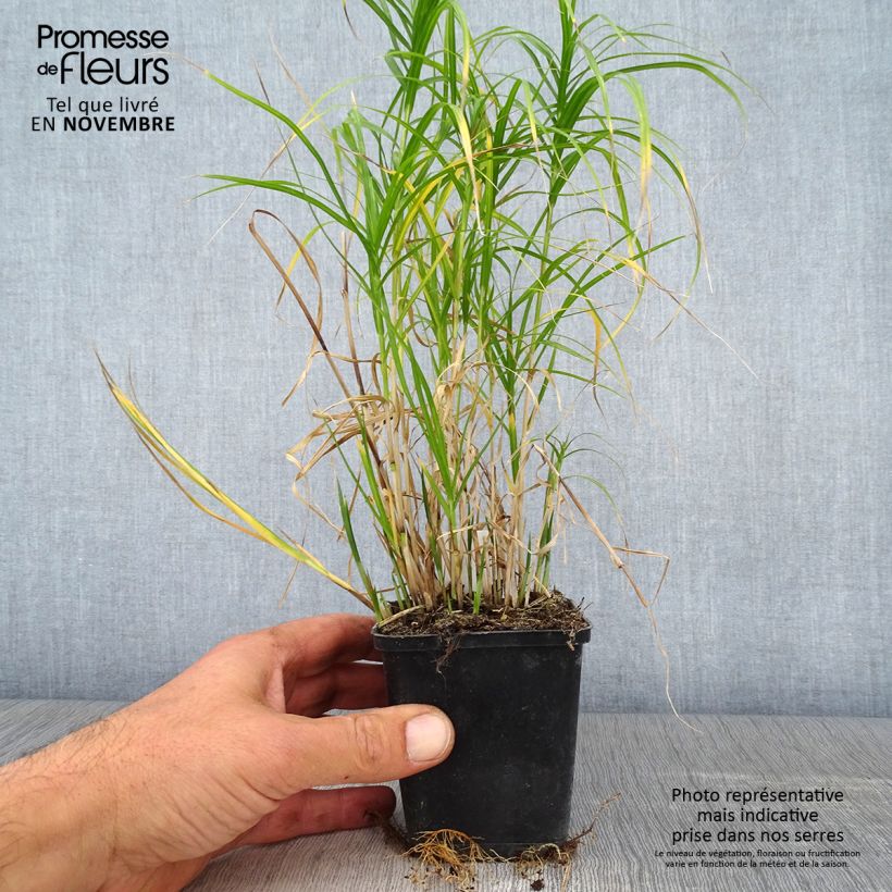 Amostra de Carex muskingumensis Silberstreif Vaso de 8/9 cm tal como entregue no outono