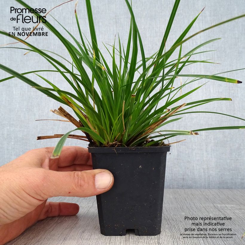 Amostra de Carex muskingumensis Variegata Vaso de 8/9 cm tal como entregue no outono