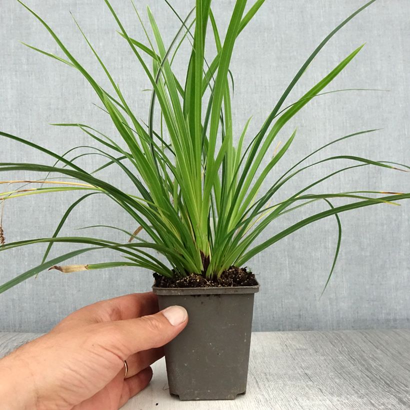 Amostra de Carex muskingumensis Variegata Vaso de 8/9 cm tal como entregue no verão