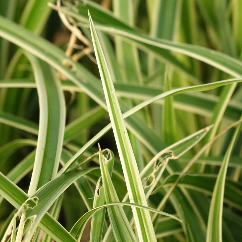 Carex muskingumensis Variegata (Folhagem)