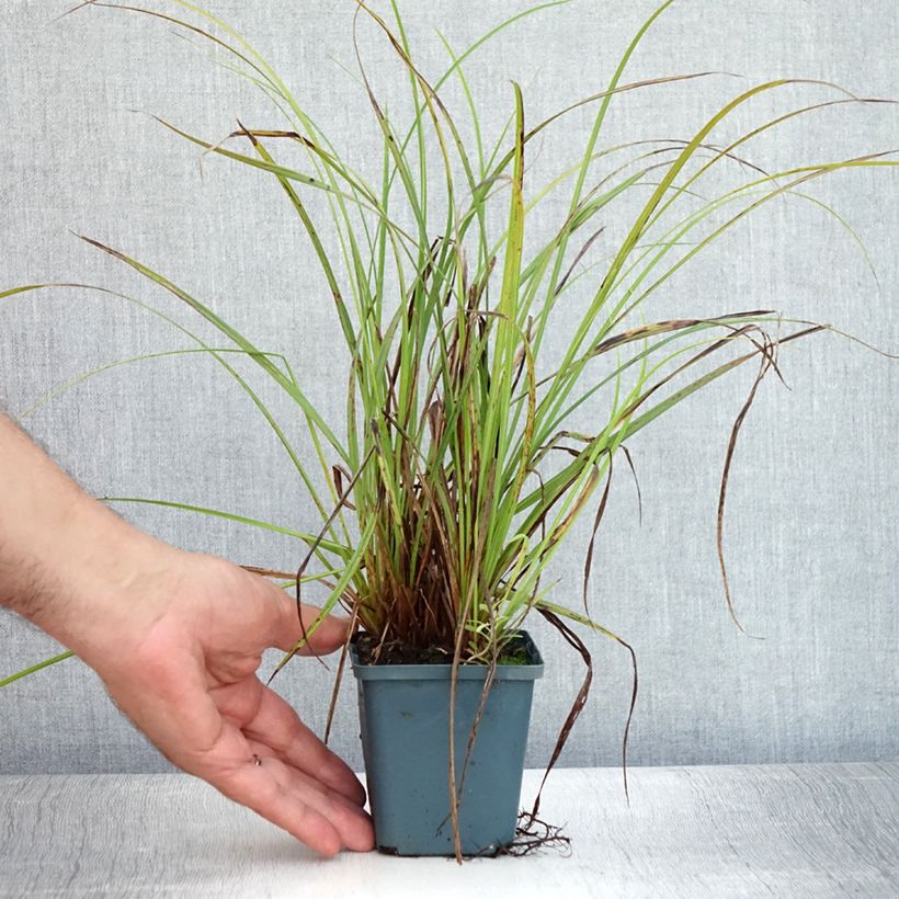 Amostra de Carex nigra Vaso de 8/9 cm tal como entregue no verão