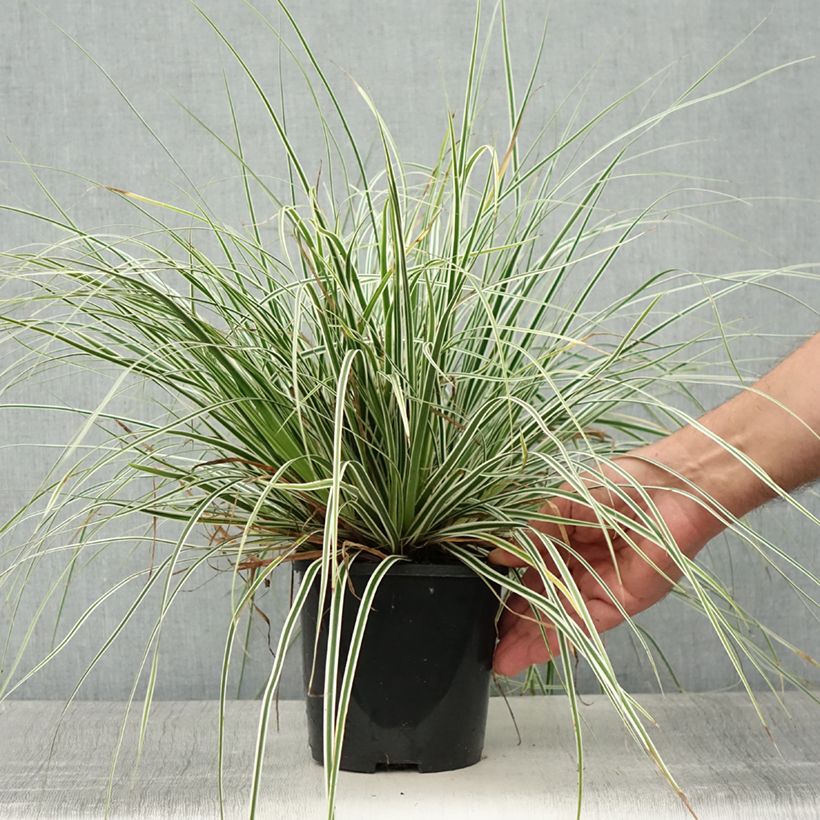 Amostra de Carex oshimensis Everest® Vaso de 2 L/3 L tal como entregue no verão