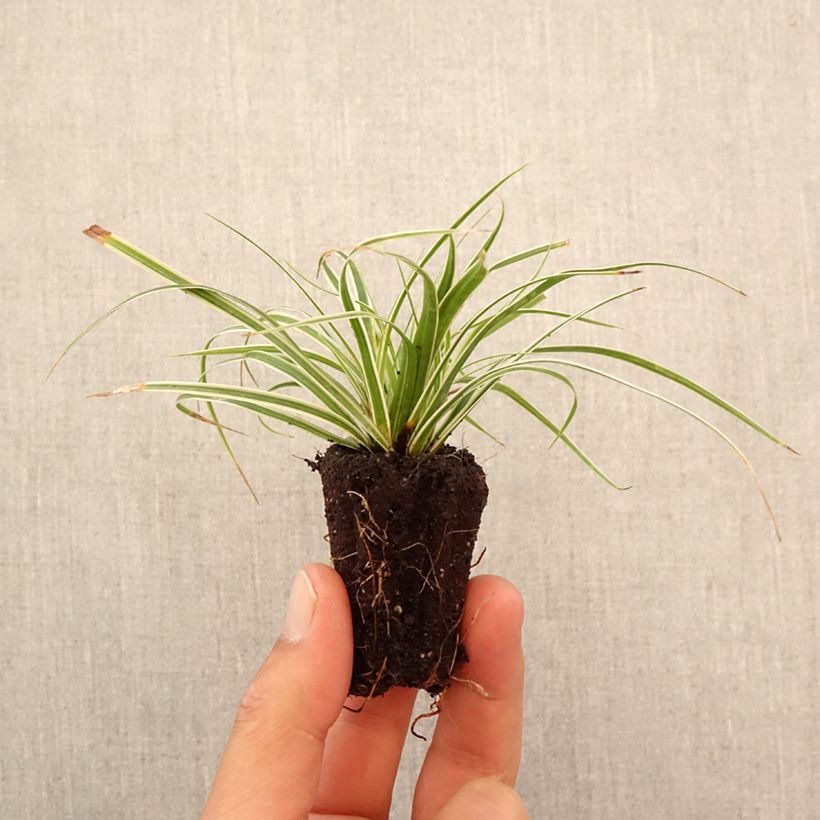 Amostra de Carex oshimensis Everest® Mini-torrão Ø 3/4 cm tal como entregue no outono