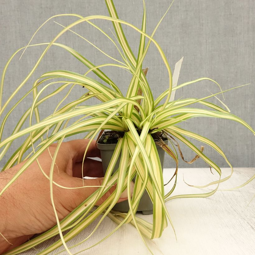 Amostra de Carex oshimensis Evergold Vaso de 8/9 cm tal como entregue no verão