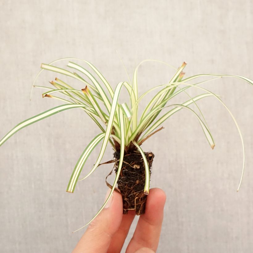 Amostra de Carex oshimensis Evergold Mini-torrão Ø 3/4 cm tal como entregue no outono