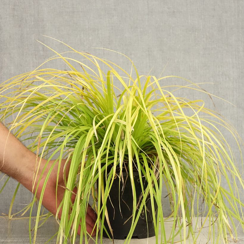 Amostra de Carex oshimensis Everillo Vaso de 2 L/3 L tal como entregue no verão