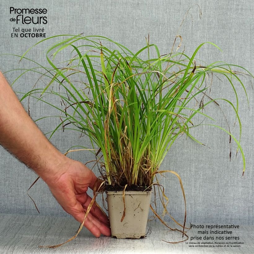Amostra de Carex oshimensis Everlime Vaso de 8/9 cm tal como entregue no outono