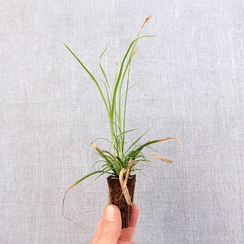 Amostra de Carex oshimensis Everlime - Laîche d'Oshima  Mini-torrão Ø 3/4 cm tal como entregue na primavera