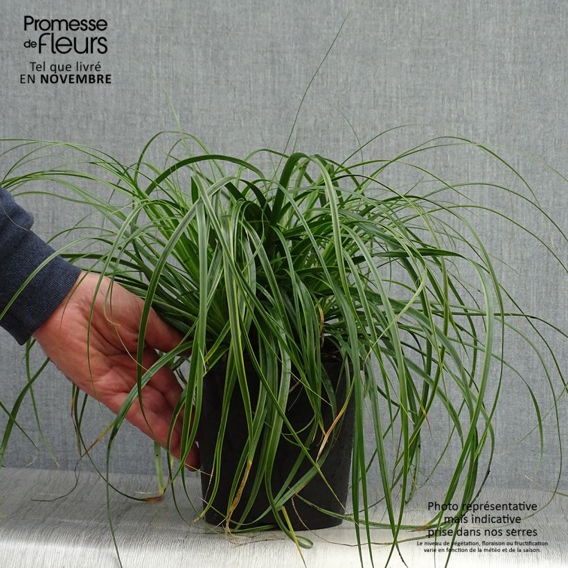 Amostra de Carex oshimensis Everlime Vaso de 2 L/3 L tal como entregue no outono
