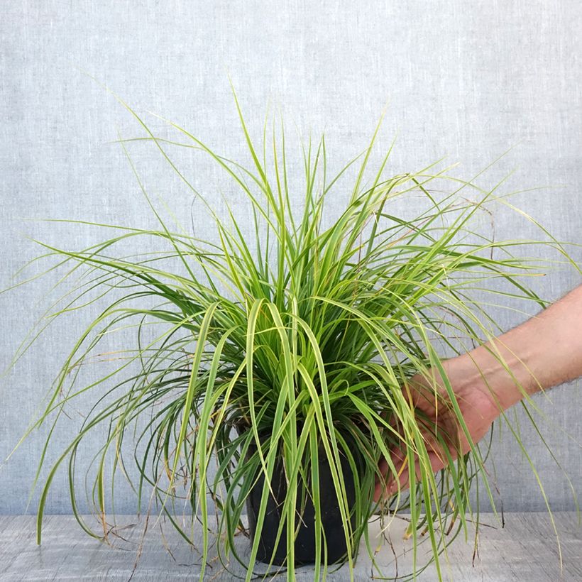 Amostra de Carex oshimensis Everlime Vaso de 2 L/3 L tal como entregue no verão