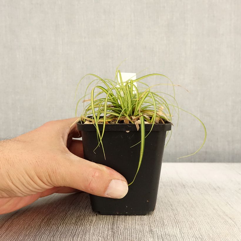 Amostra de Carex oshimensis Eversheen Vaso de 8/9 cm tal como entregue no outono