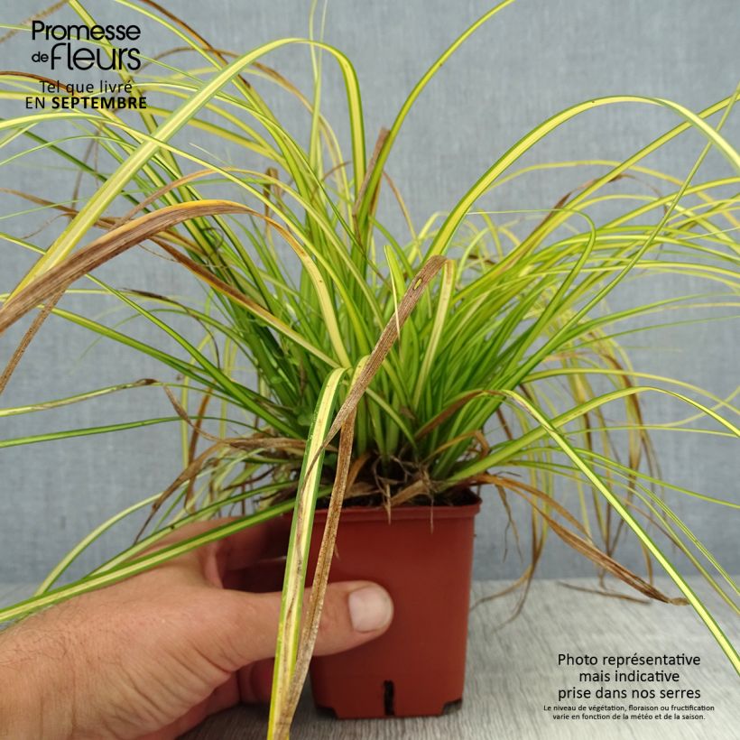 Amostra de Carex oshimensis Eversheen Vaso de 8/9 cm tal como entregue no verão