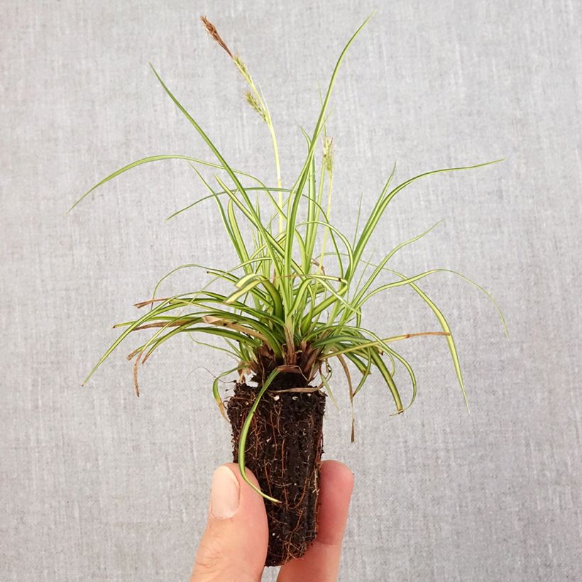 Amostra de Carex oshimensis Eversheen - Laîche d'Oshima Mini-torrão Ø 3/4 cm tal como entregue na primavera