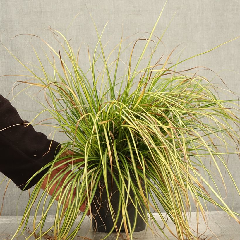 Amostra de Carex oshimensis Eversheen Vaso de 2 L/3 L tal como entregue no outono