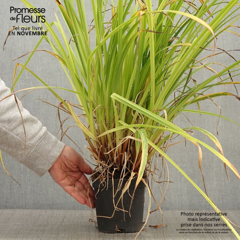 Amostra de Carex pendula Vaso de 2 L/3 L tal como entregue no outono