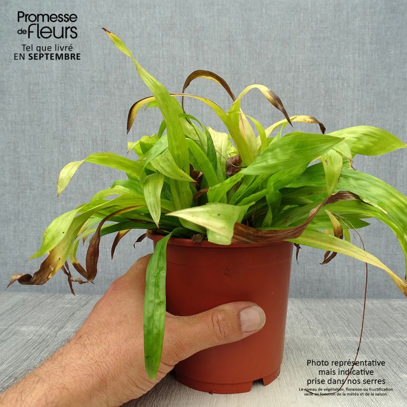 Amostra de Carex plantaginea Vaso de 1 L/1,5 L tal como entregue no outono