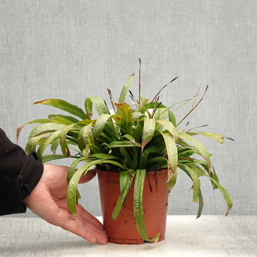 Amostra de Carex plantaginea Vaso de 1 L/1,5 L tal como entregue no verão