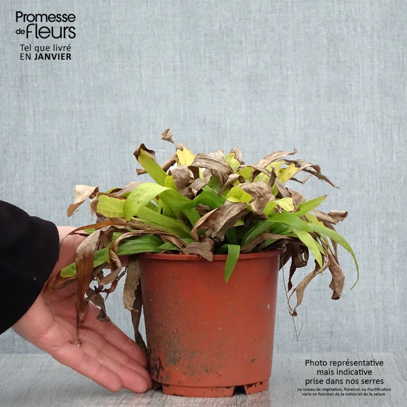 Amostra de Carex plantaginea - Laîche à feuilles larges Vaso de 1 L/1,5 L tal como entregue no inverno