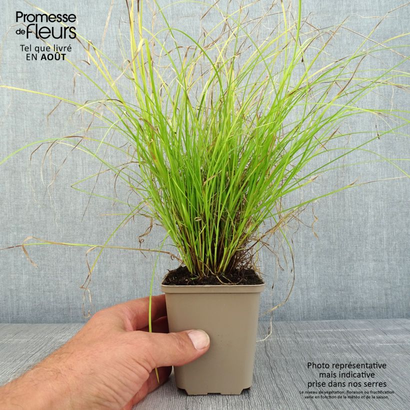 Amostra de Carex remota Vaso de 8/9 cm tal como entregue no verão