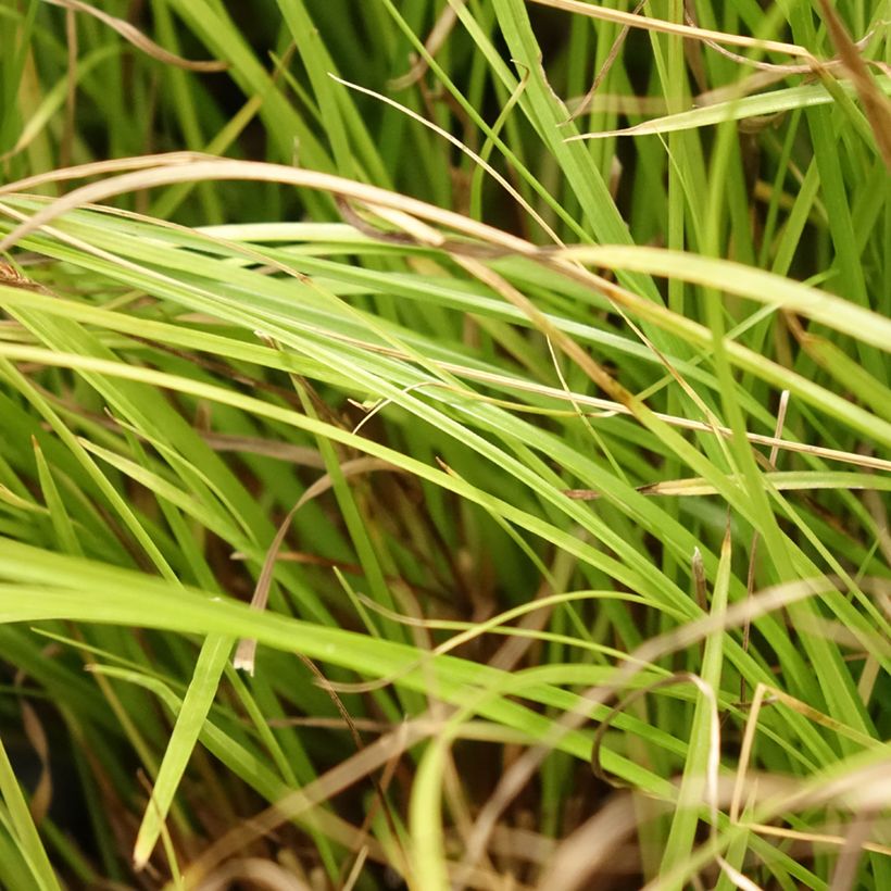 Carex remota (Folhagem)