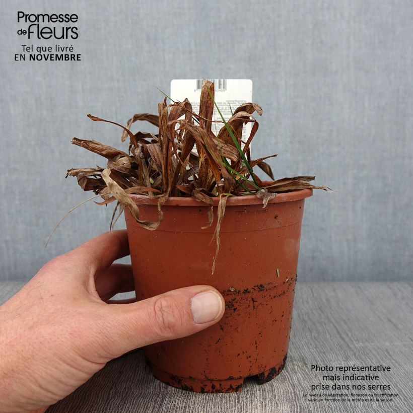 Amostra de Carex siderosticta Variegata - Laîche Pot de 1L/1,5L tal como entregue no outono