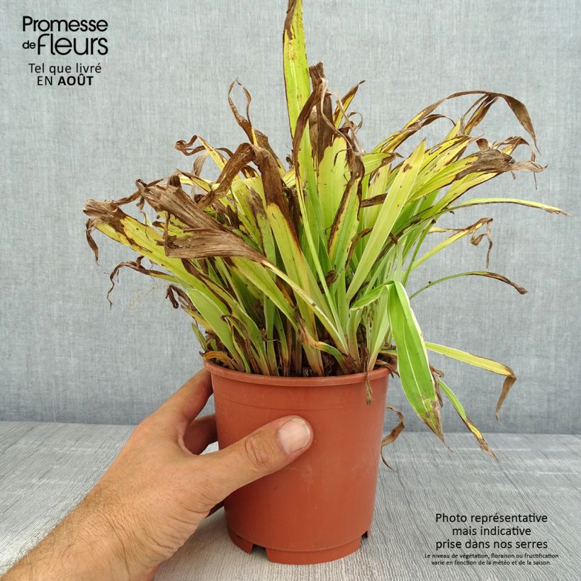 Amostra de Carex siderosticha Variegata Vaso de 1 L/1,5 L tal como entregue no verão