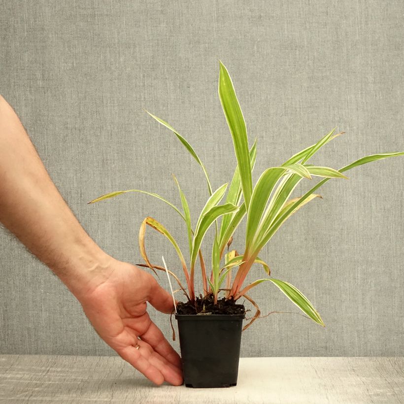 Amostra de Carex siderosticha Variegata Vaso de 8/9 cm tal como entregue no verão