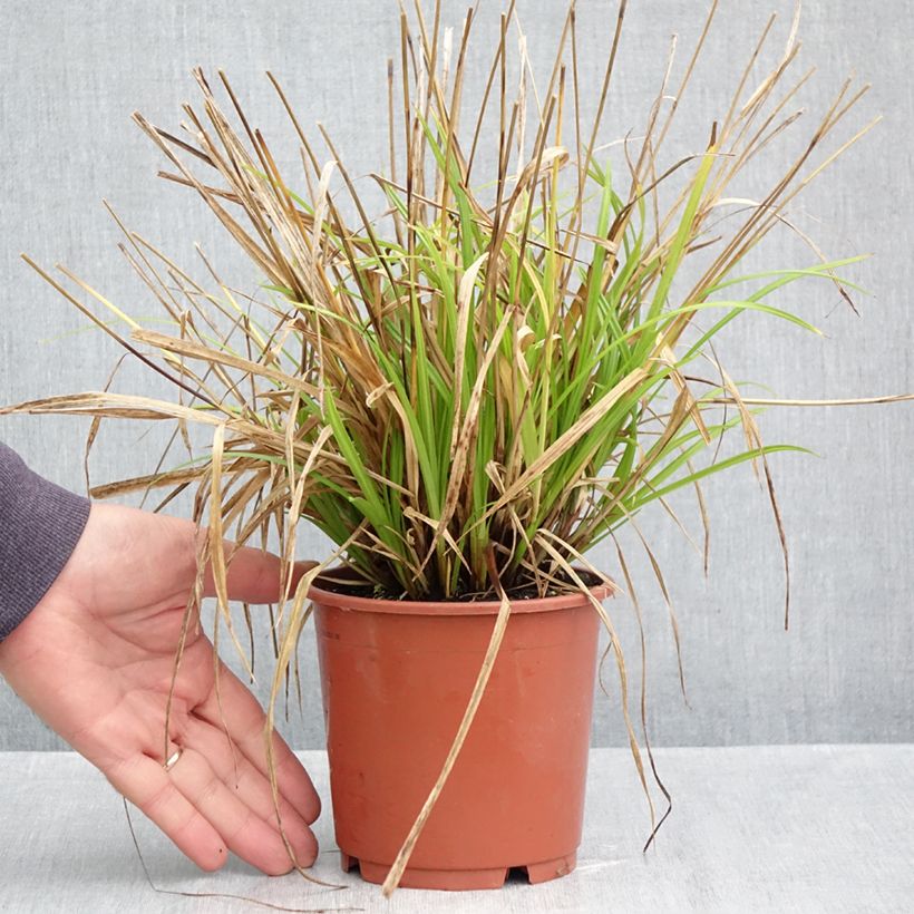 Amostra de Carex sylvatica Vaso de 1 L/1,5 L tal como entregue no outono