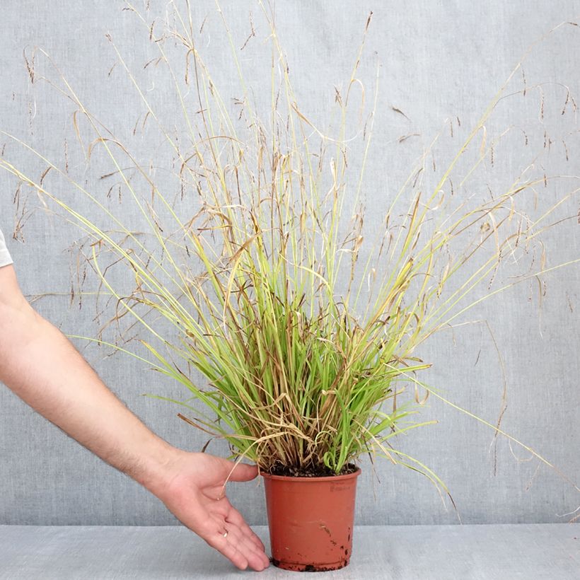 Amostra de Carex sylvatica Vaso de 1 L/1,5 L tal como entregue no verão