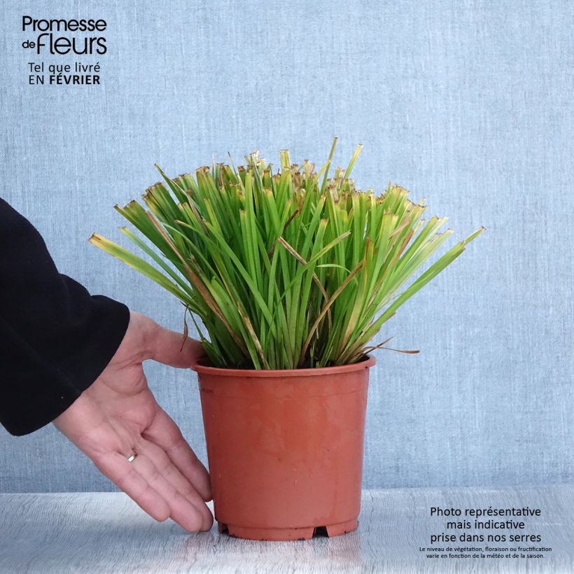 Amostra de Carex sylvatica Vaso de 1 L/1,5 L tal como entregue no inverno