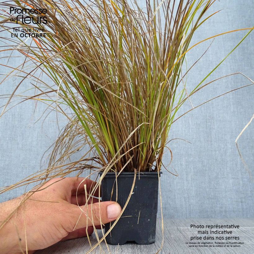 Amostra de Carex testacea Lime Shine Vaso de 8/9 cm tal como entregue no outono