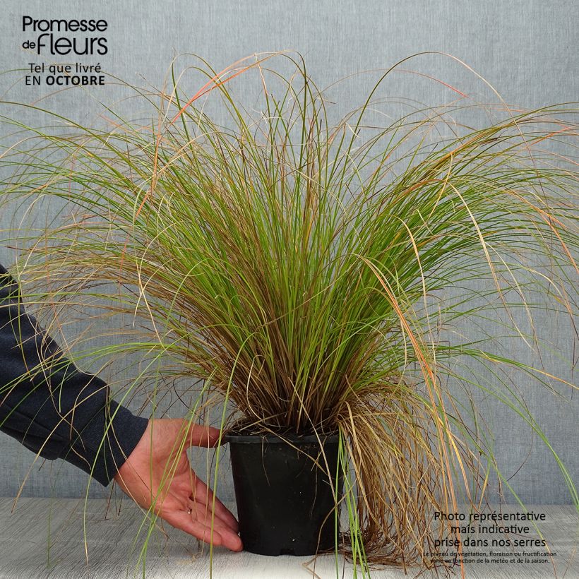 Amostra de Carex testacea Prairie Fire Vaso de 2 L/3 L tal como entregue no outono