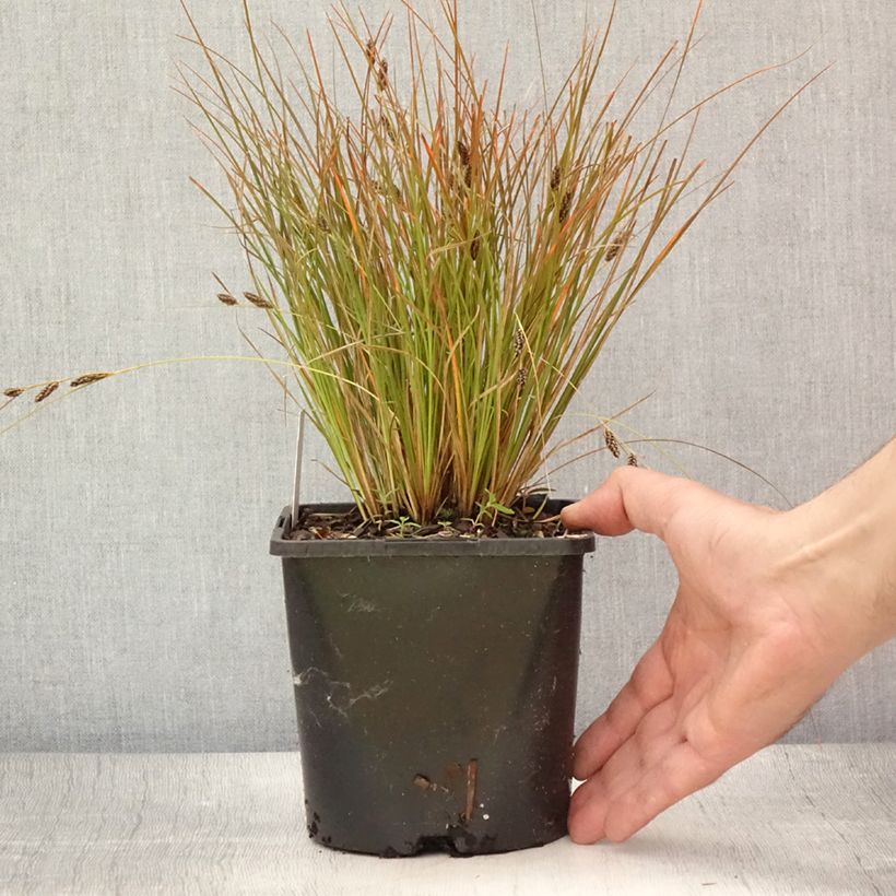 Amostra de Carex testacea Prairie Fire Vaso de 2 L/3 L tal como entregue no verão