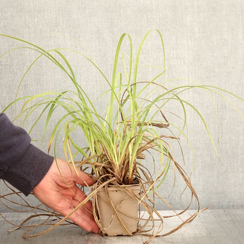 Amostra de Carex trifida Rekohu Sunrise Vaso de 8/9 cm tal como entregue no outono