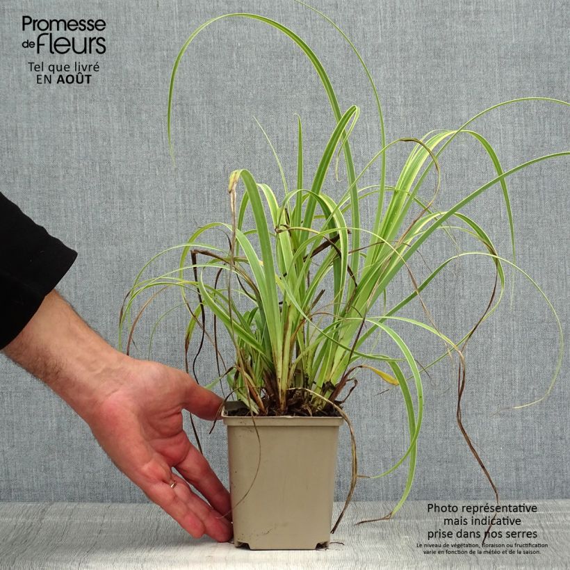 Amostra de Carex trifida Rekohu Sunrise Vaso de 8/9 cm tal como entregue no verão