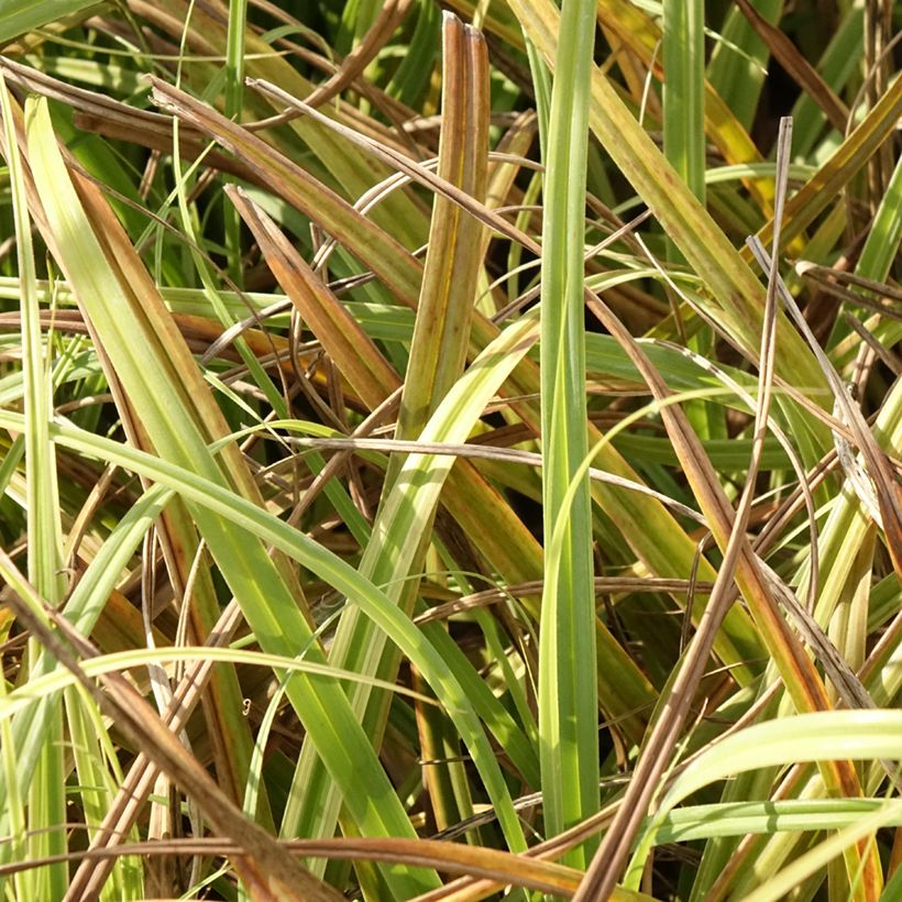 Carex trifida Rekohu Sunrise (Folhagem)